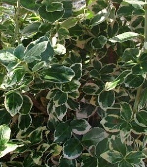 Euonymus Emerald Gaiety 11cm