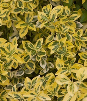 Euonymus Emerald & Gold 11cm