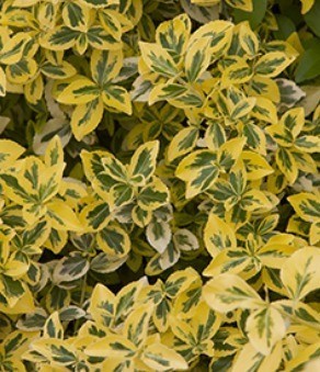 Euonymus Emerald 'N' Gold 7.5 Litre