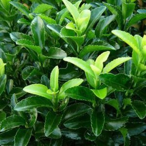 Euonymus Green Spire 10.5cm