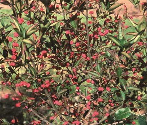 Euonymus Indian Summer 12 litre