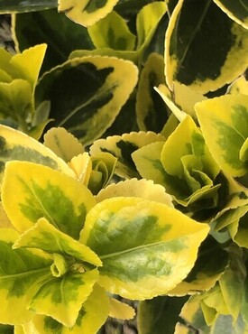 Euonymus Japonicus Aureus Bush Large 18 Litre