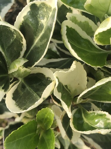 Euonymus Kathy 2 Litre