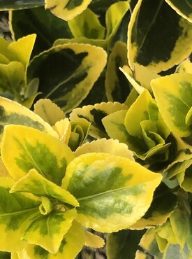 Euonymus Ovatus Aureus 28cm