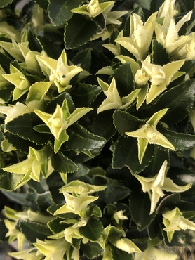 Euonymus Paloma Blanca 10 Litre