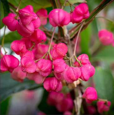 Euonymus Phellomanus 4.6 Litre