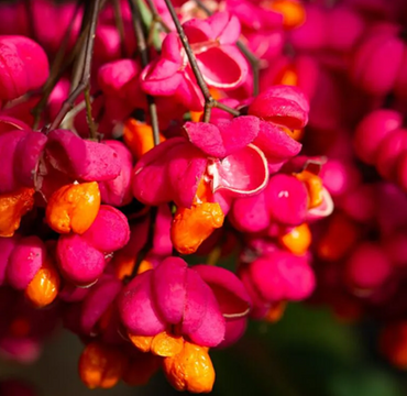 Euonymus Red Cascade 3 Litre