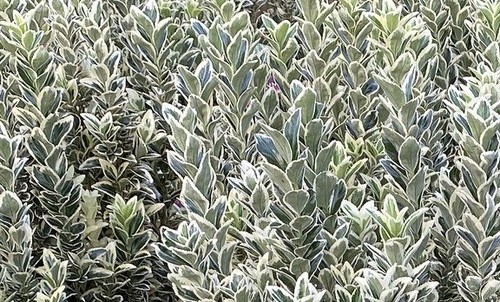 Euonymus White Spire 10cm