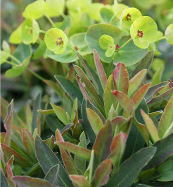 Euphorbia Athene 2 Litre