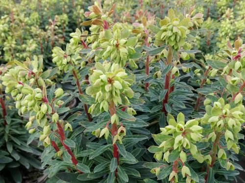 Euphorbia Baby Charm 2 Litre