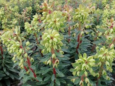 Euphorbia Baby Charm 2 Litre