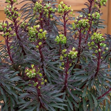 Euphorbia Miners Merlot 2 Litre