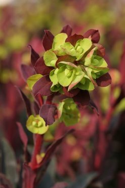 Euphorbia 'Purpurea' 2 Litre