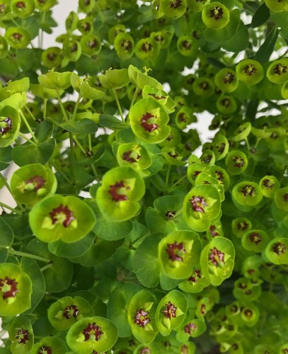 Euphorbia Rudolph 2 Litre