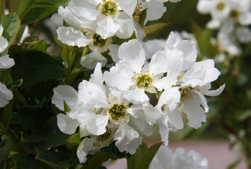 Exchorda Macrantha The Bride 1.5m on Trellis 20 Litre