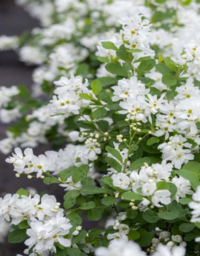 Exochorda 'Blushing Pearl' 3 Litre