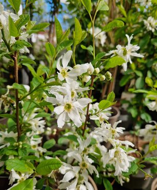 Exochorda First Edition Lotus Moon 3 Litre