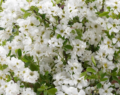 Exochorda 'Niagara' 3 Litre