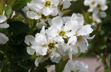 Exochorda The Bride 12 Litre