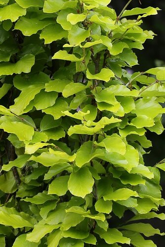 Fagus sylvatica Dawyck 10 litre