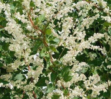 Fallopia Baldschuanica 3 Litre