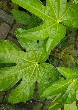 Fatsia Japonica 15 Litre