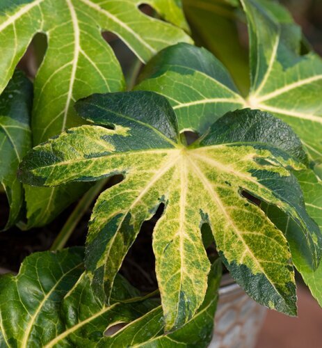 Fatsia japonica Camouflage 5 Litre