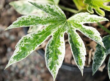 Fatsia Spiders Web 5 litre