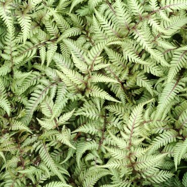 Fern Athyrium Niponicum 11cm