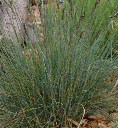 Festuca Buddy Blue 11cm