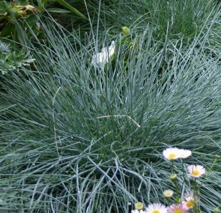 Festuca 'Elijah Blue' 2 Litre