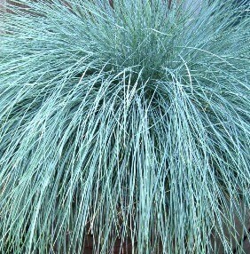 Festuca Festina 10.5cm