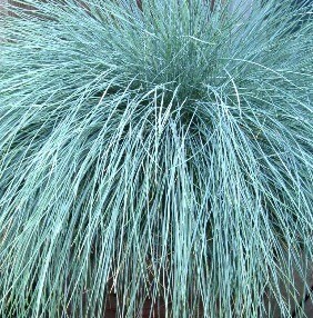 Festuca Glauca Compact Blue 10.5cm