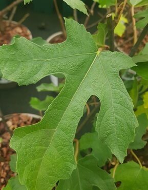 Ficus Brown Turkey (Fig) 3 Litre