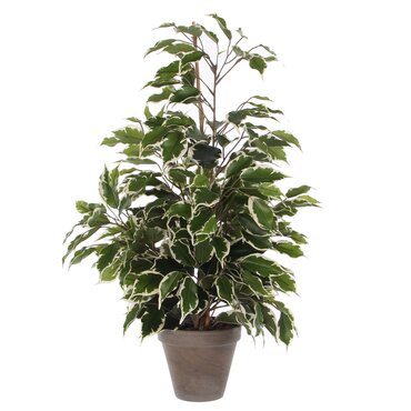 Ficus Exotica Green Variegated Artificial Plant