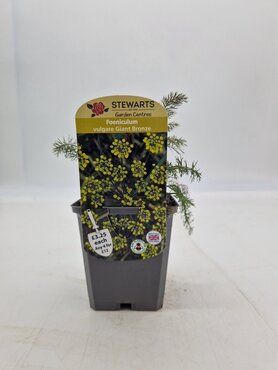 Foeniculum Vulgare Giant Bronze 9cm