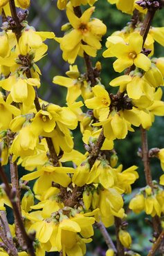 Forsythia Goldrausch 4.6 Litre