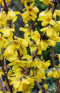 Forsythia Intermedia Gold Mine 4 Litre