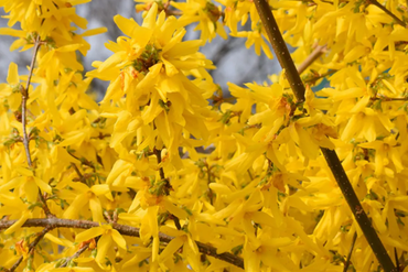 Forsythia Intermedia Week End 4 Litre