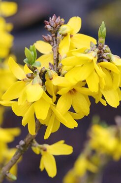 Forsythia Week End 4.6 Litre