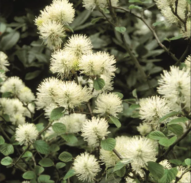 Fothergilla Blue Shadow 4.6 Litre - Stewarts Garden Centre