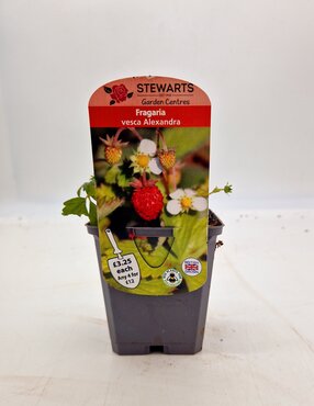 Fragaria Vesca Alexandra 9cm