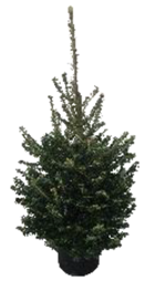 Fraser Fir Premium Pot Culture 100-125cm