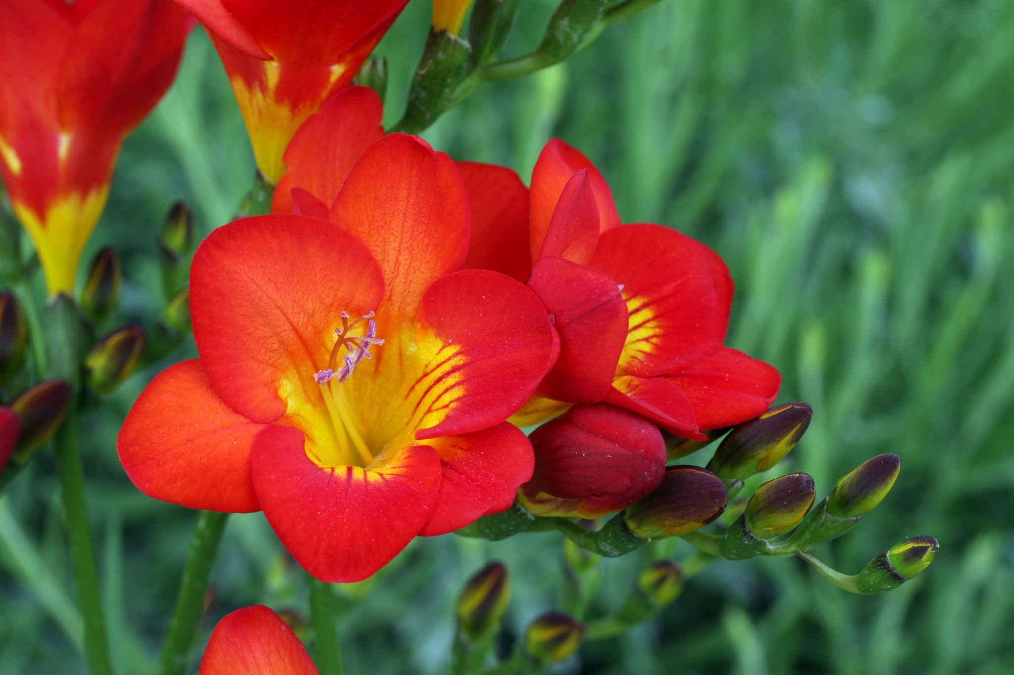 Freesia Red River 2 Litre - Stewarts Garden Centre