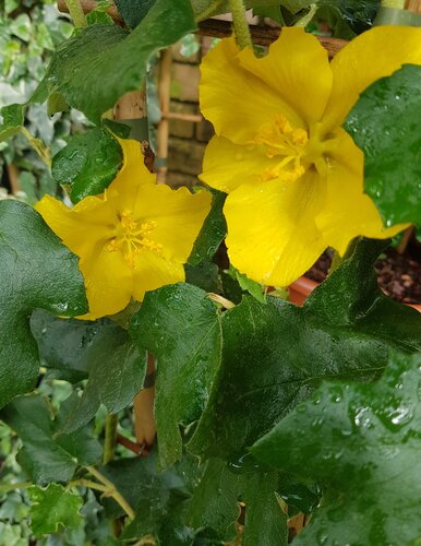 Fremontodendron Tequila Sunrise 3 Litre