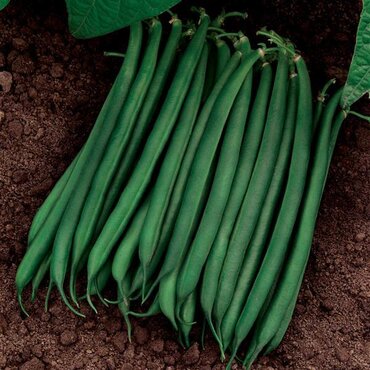 French Bean (Climbing) Cobra 6 Pack