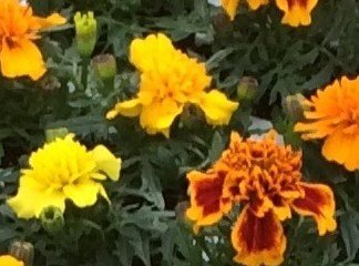 French Marigold 2 Litre