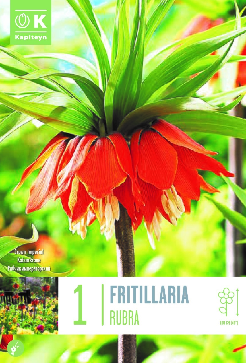 Fritillaria Imperialis Rubra X 1 Stewarts Garden Centre