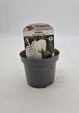 Fritillaria Meleagris Alba Potted Bulb 9cm