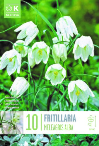 Fritillaria Meleagris Alba x 10